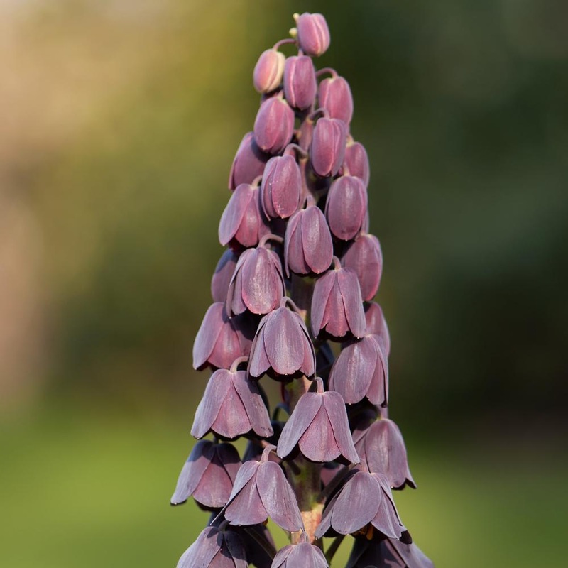 Fritillaire	Persica