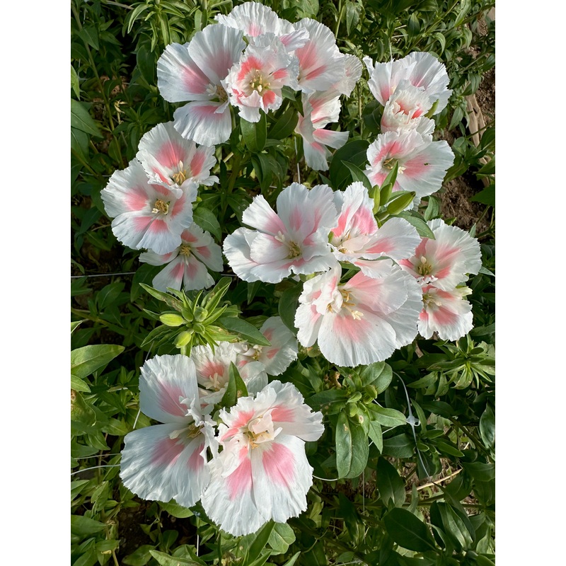 Godetia Shell Pink