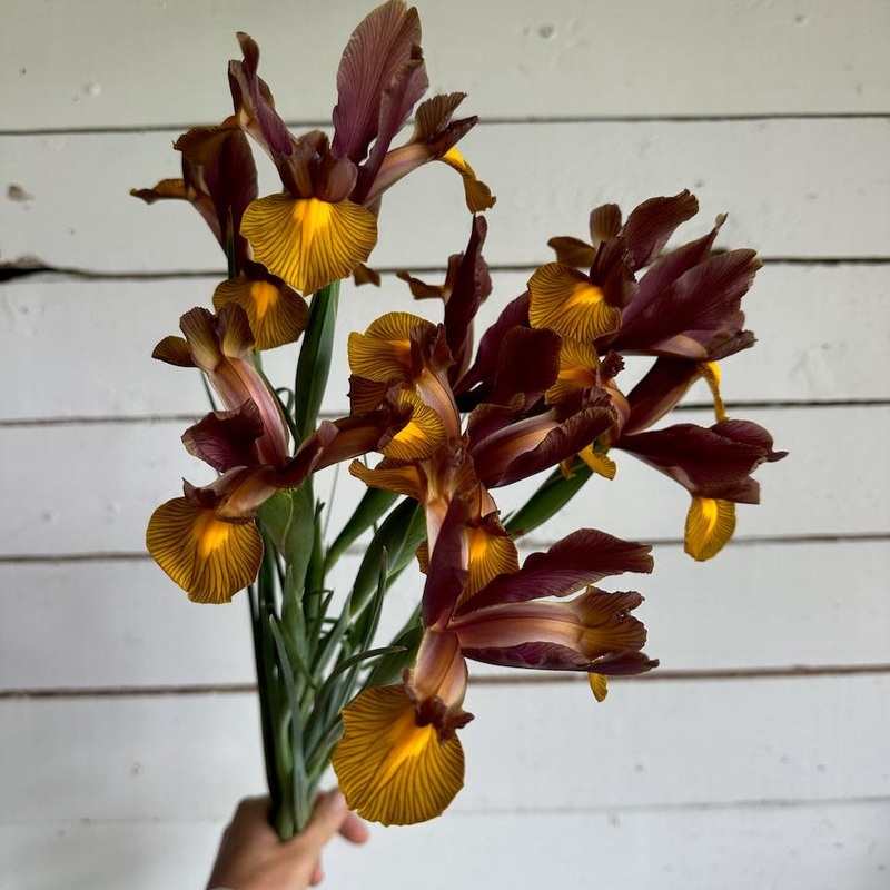 Iris bulbeux – Lion King
