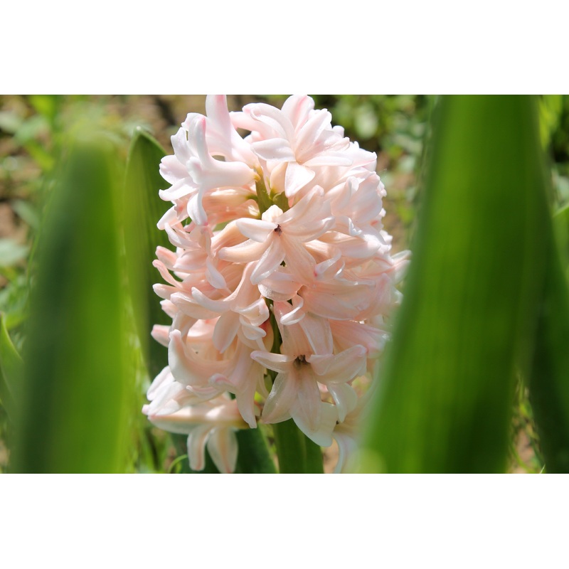 Jacinthe – China pink