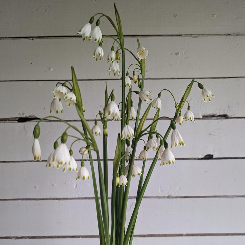 Leucojum – Gravetye Giant