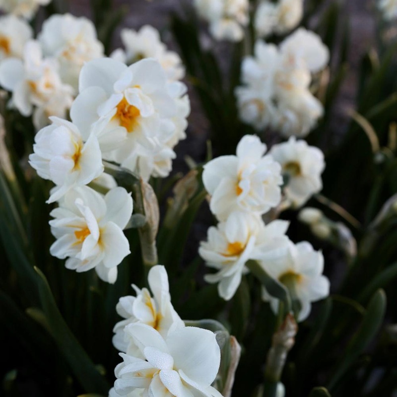 Narcisse – Bridal Crown
