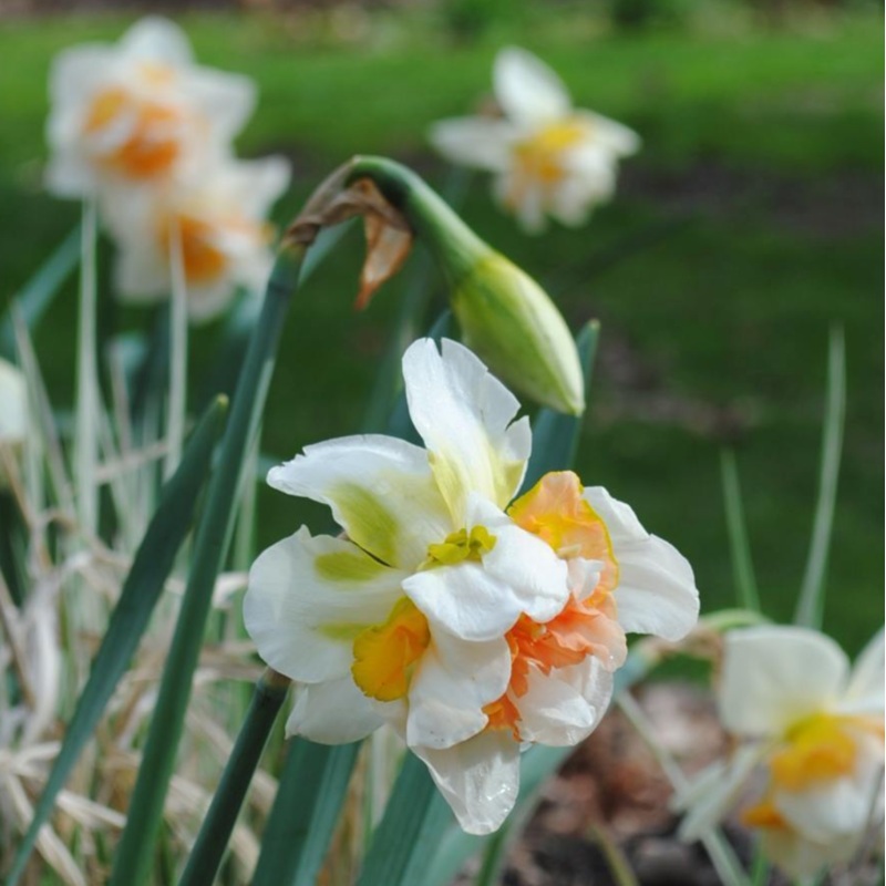 Narcisse – Extravaganza
