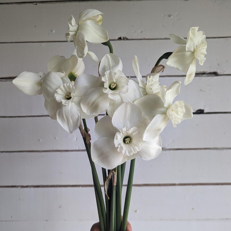 Narcisse – Falmouth bay