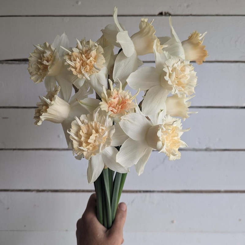 Narcisse – Petit Four