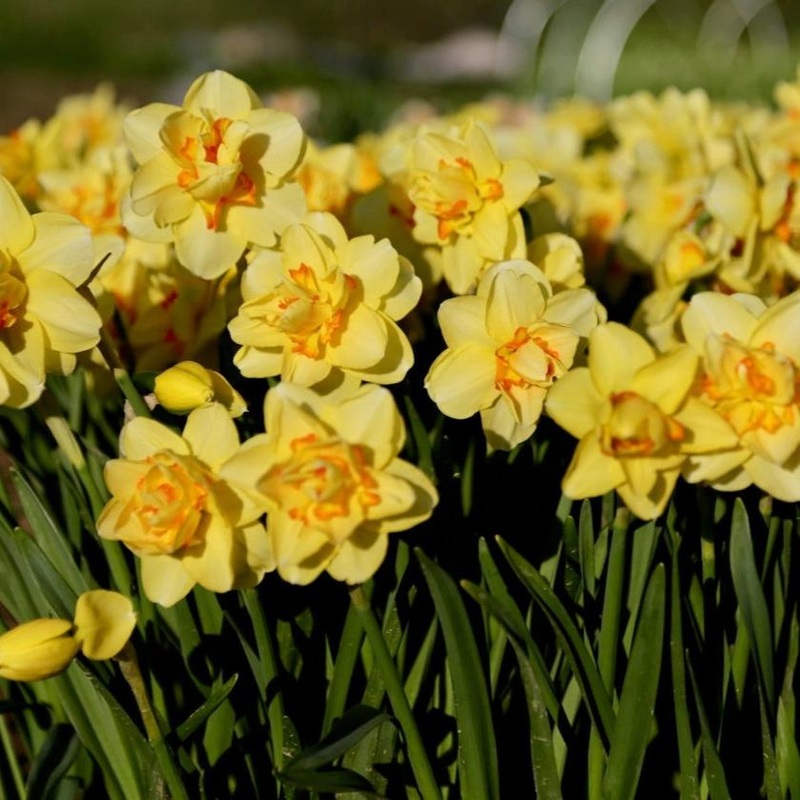 Narcisse – Tahiti