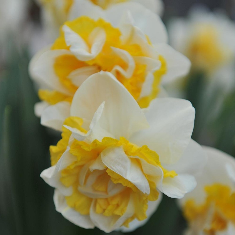Narcisse – Westward