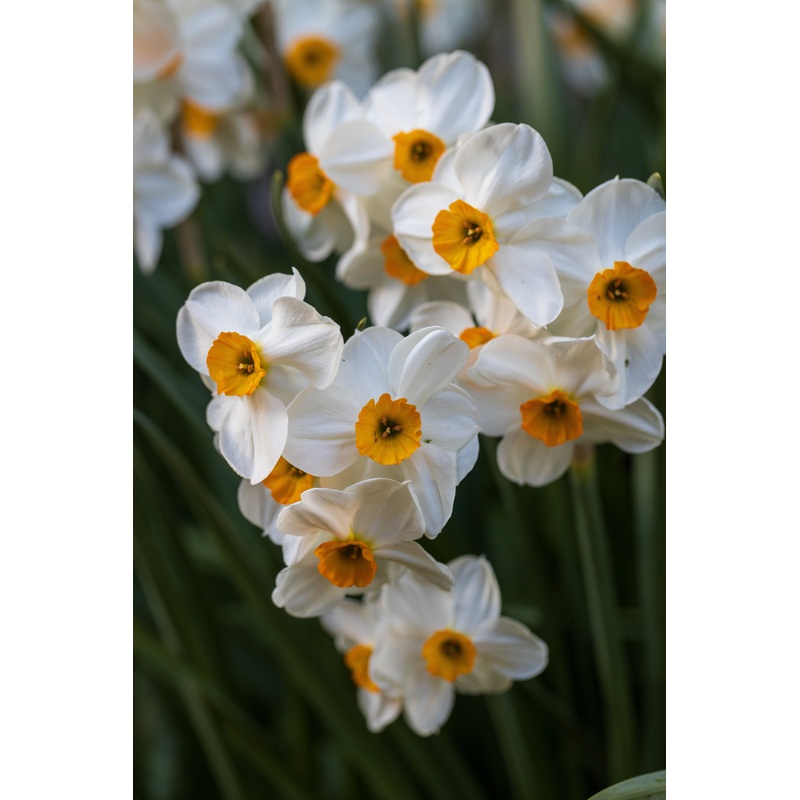 Narcisses – Geranium