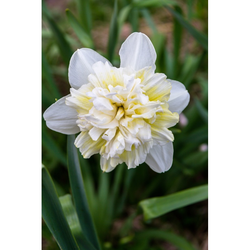 Narcisses – Ice King