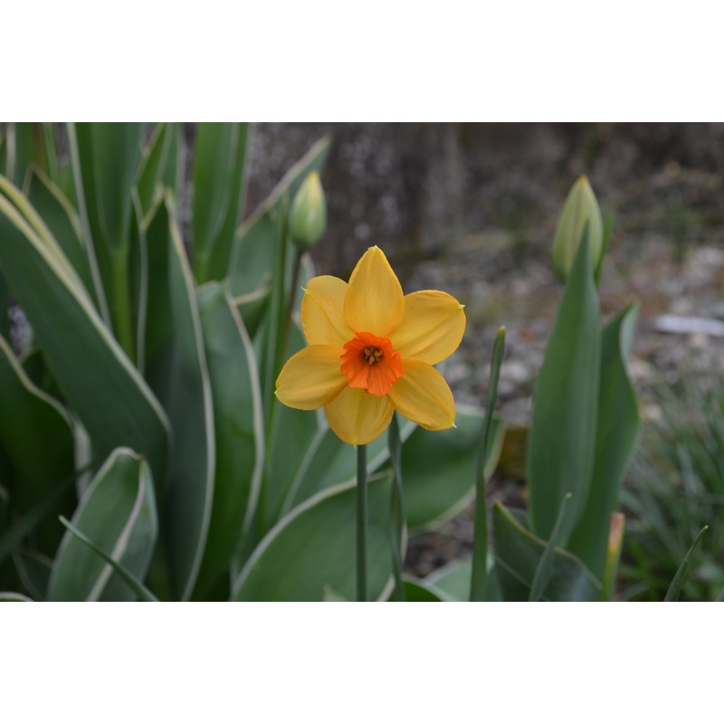 Narcisses – Kedron