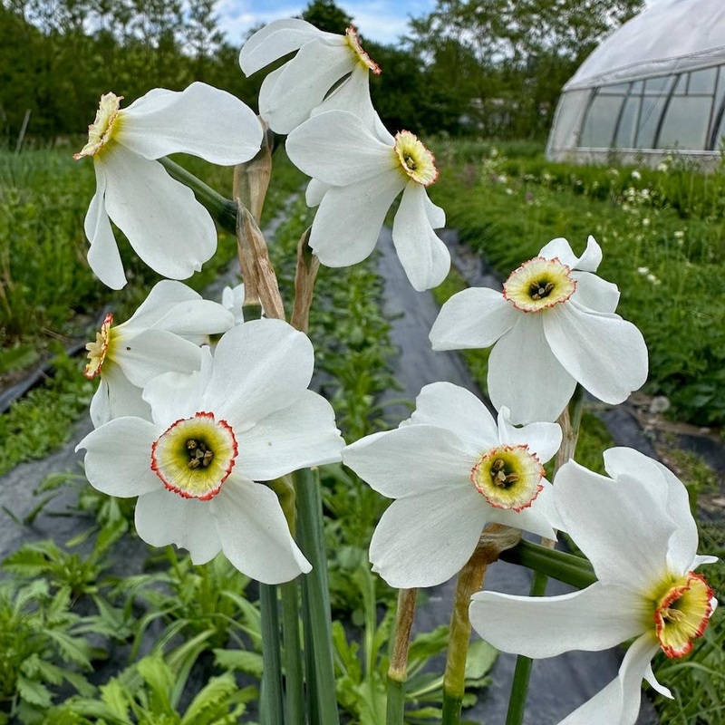 Narcisses – Poeticus Recurvus