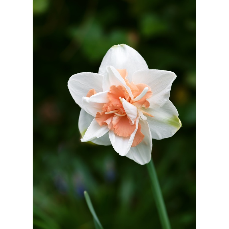 Narcisses – Replete