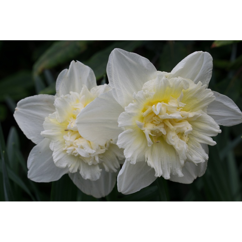 Narcisses – White Lion