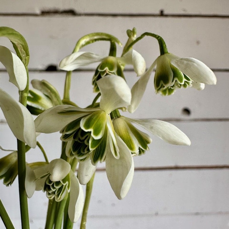 Perce-neige – Flore Pleno