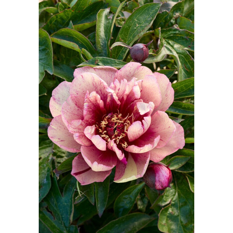 Pivoine – All that jazz