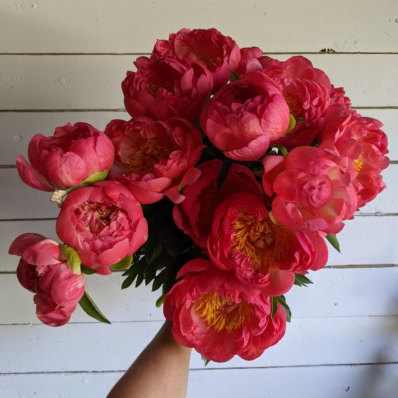 Pivoine – Coral Charm