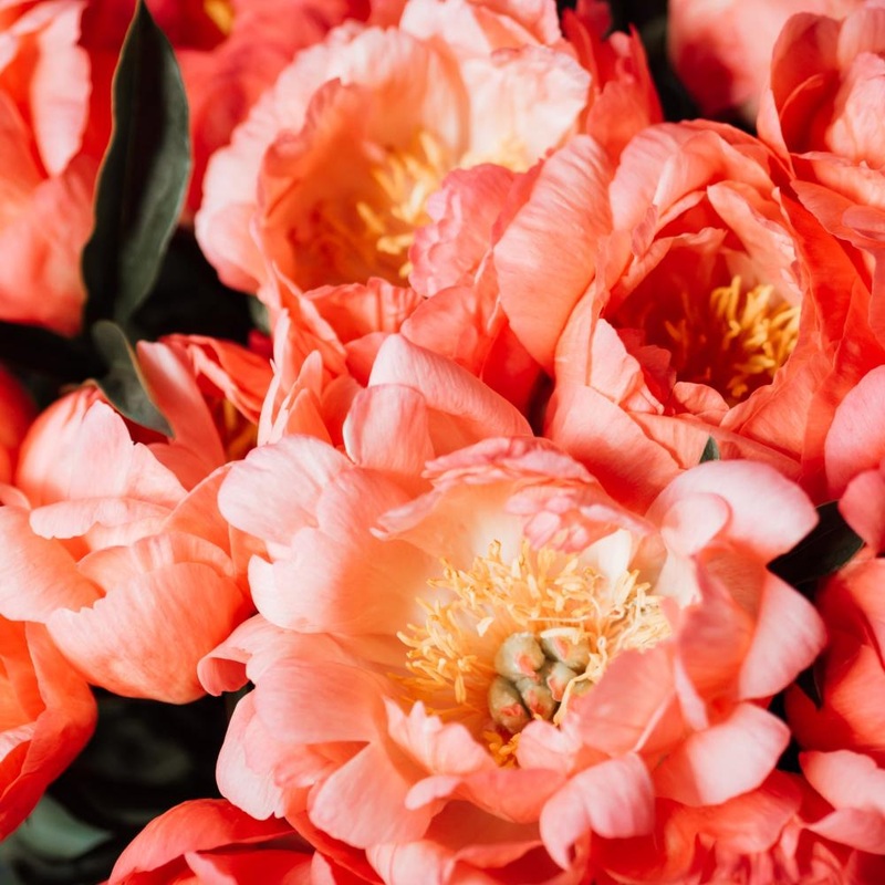 Pivoine – Coral Sunset