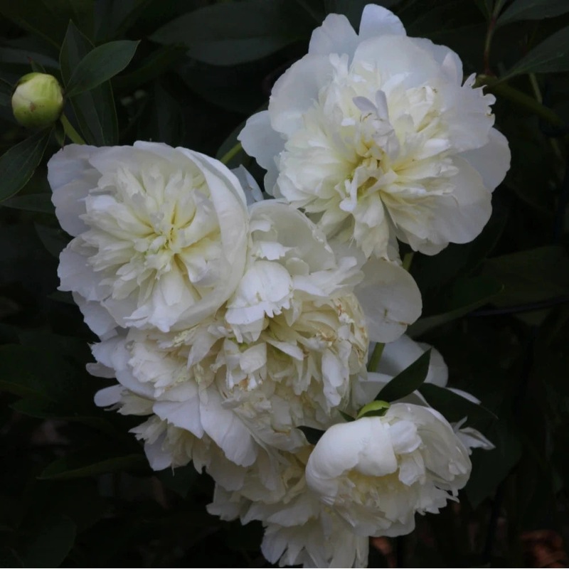 Pivoine – Duchesse de Nemours