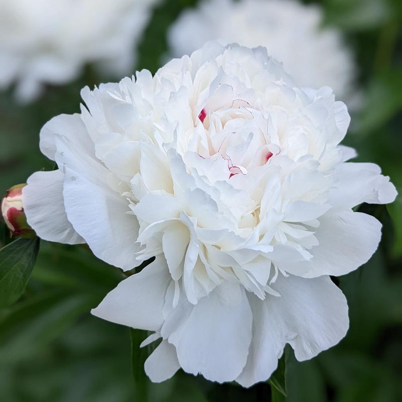Pivoine – Festiva Maxima