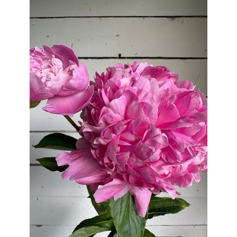 Pivoine – Sarah Bernhardt