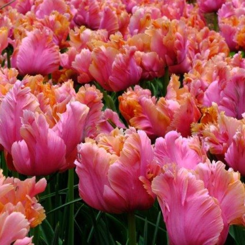 Tulipe – Amazing Parrot