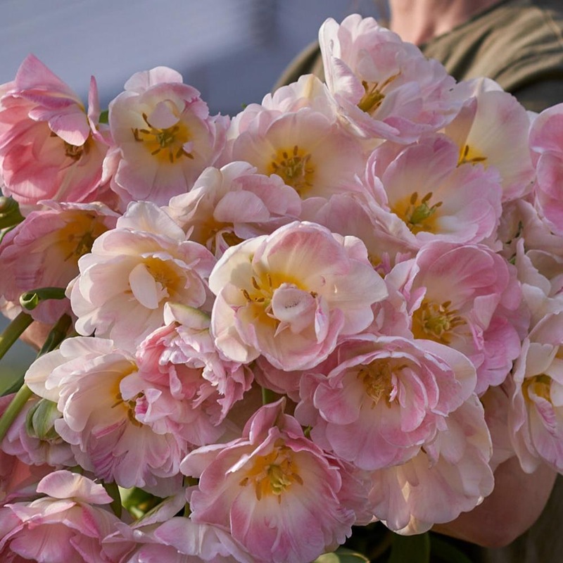 Tulipe – Anglique