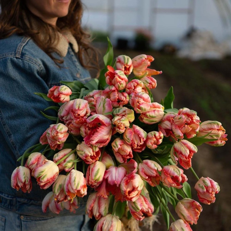Tulipe – Apricot Parrot