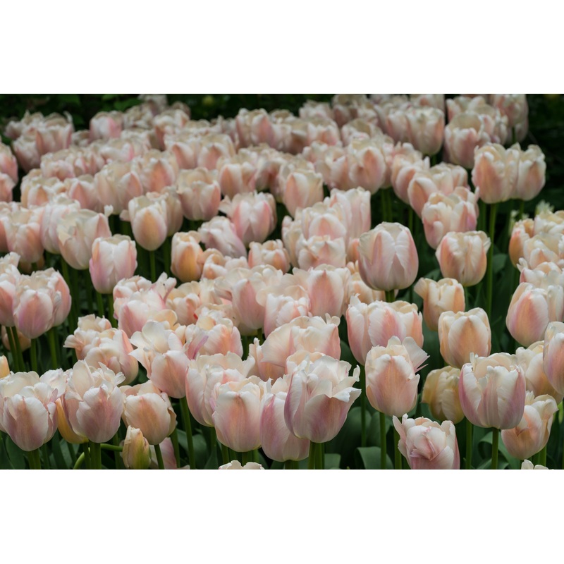 Tulipe – Apricot Pride