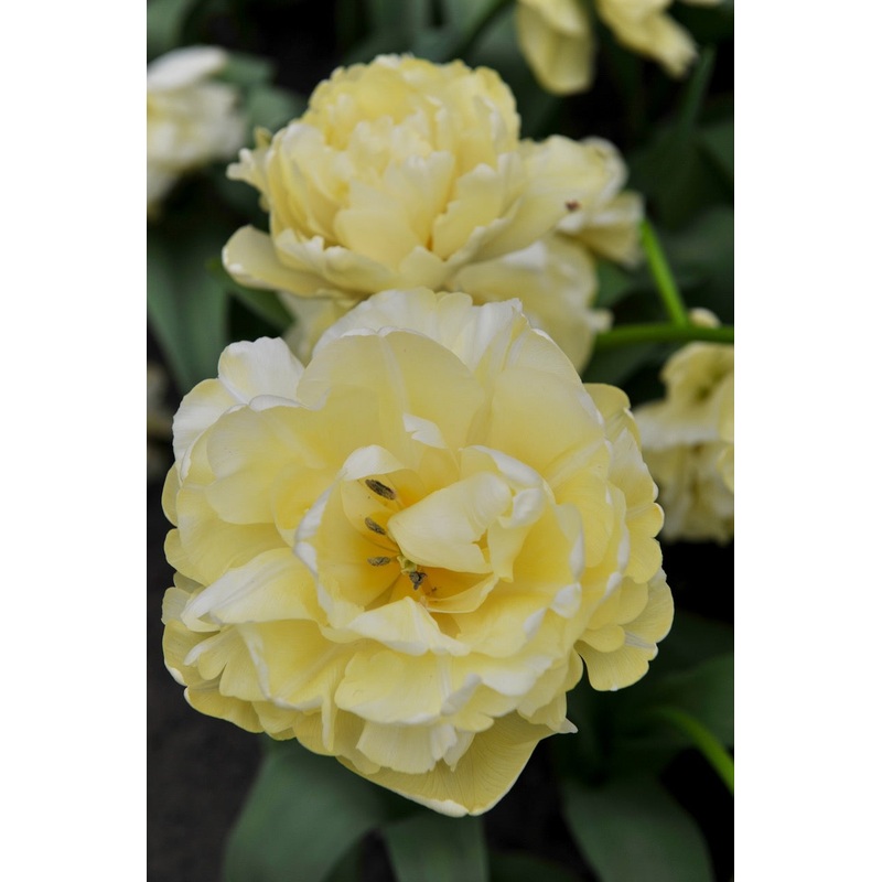 Tulipe – Avant Garde