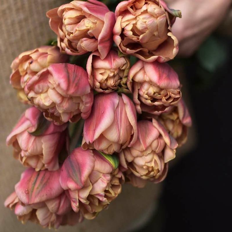 Tulipe – Belle Epoque