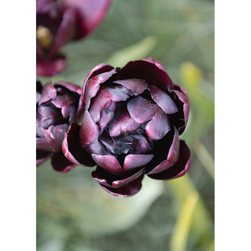 Tulipe – Black Hero