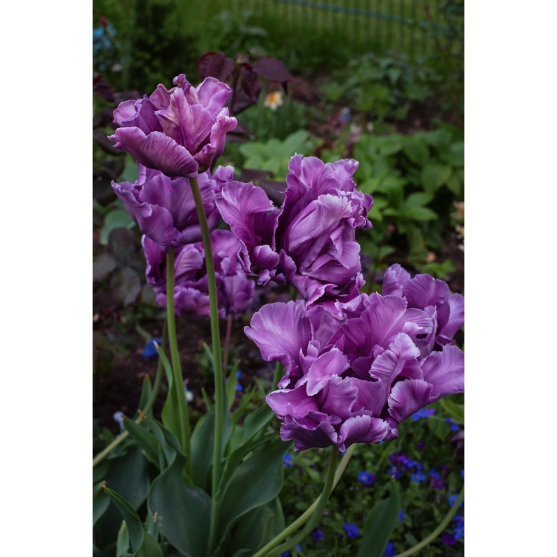 Tulipe – Blue Parrot