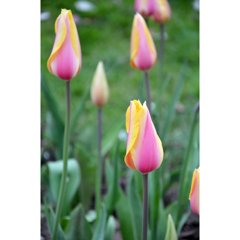 Tulipe – Blushing Lady