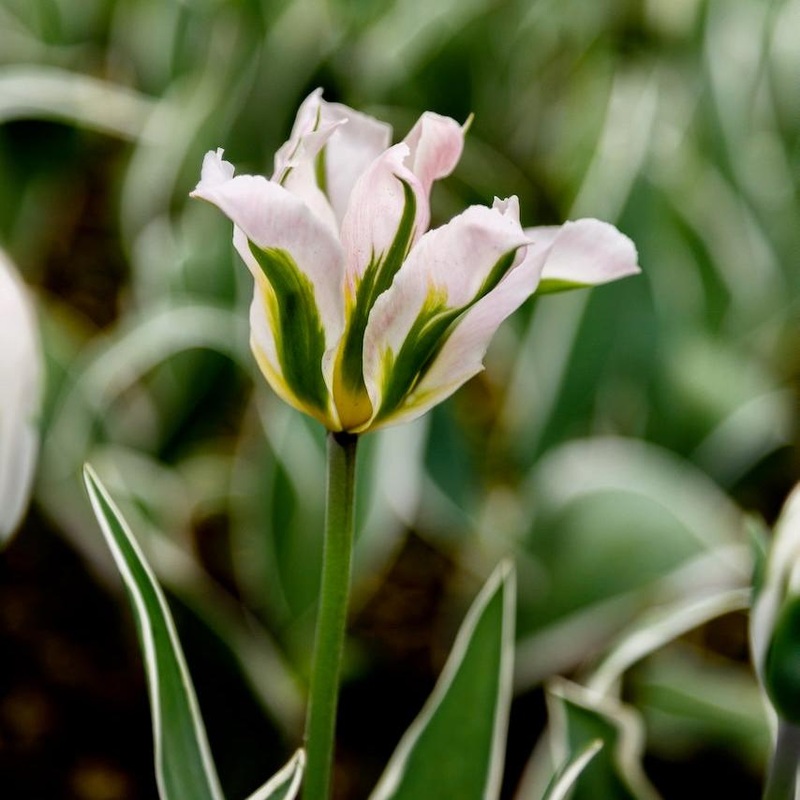 Tulipe – China Town