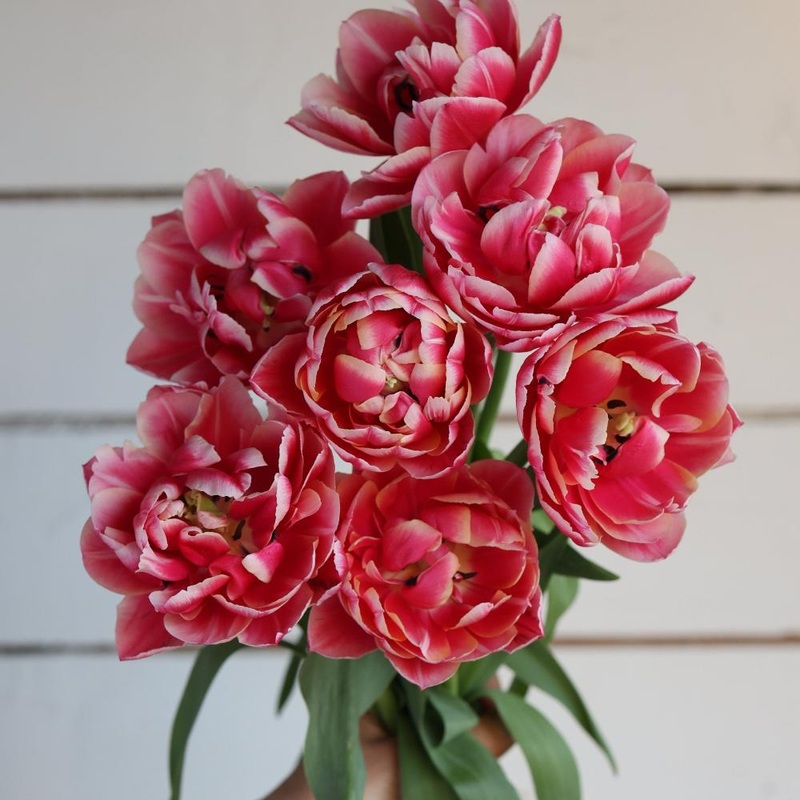 Tulipe – Columbus