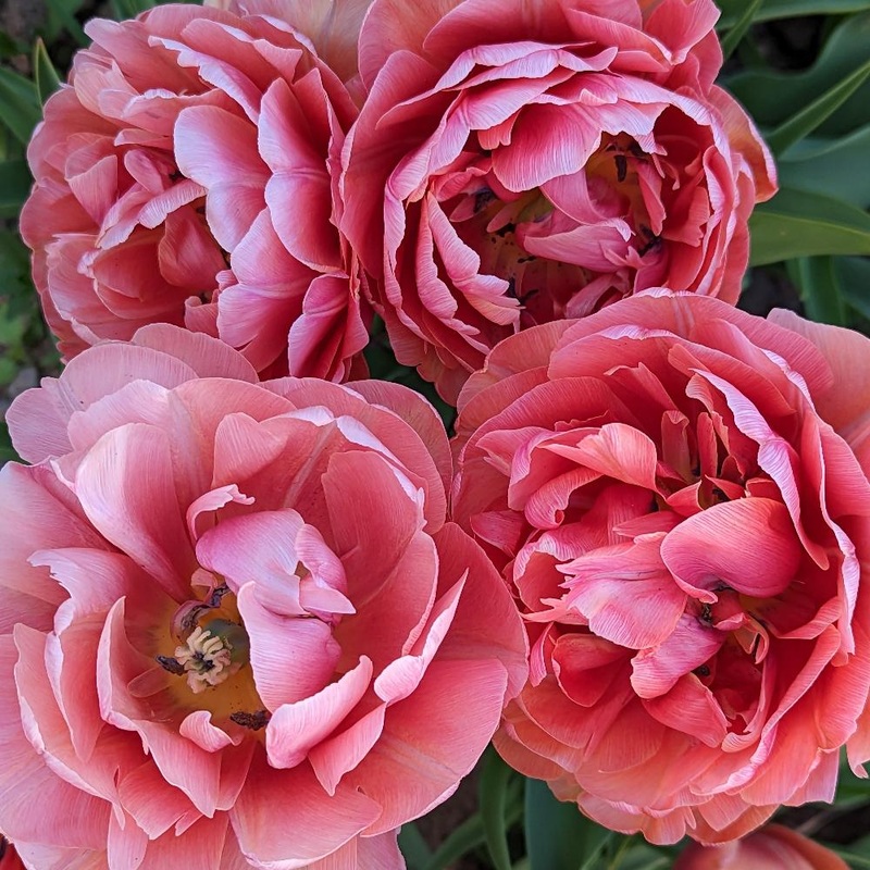 Tulipe – Copper Image