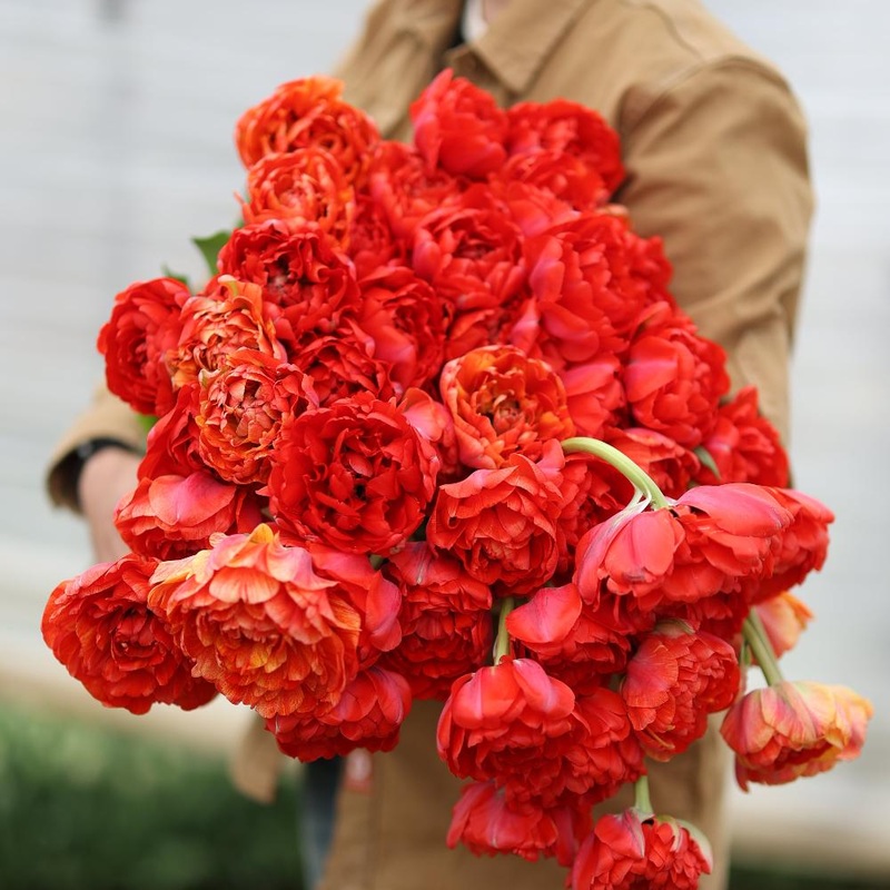 Tulipe – Double Gudoshnik