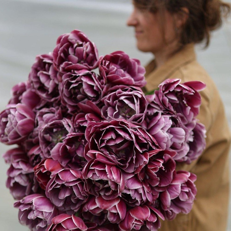 Tulipe – Dream Touch