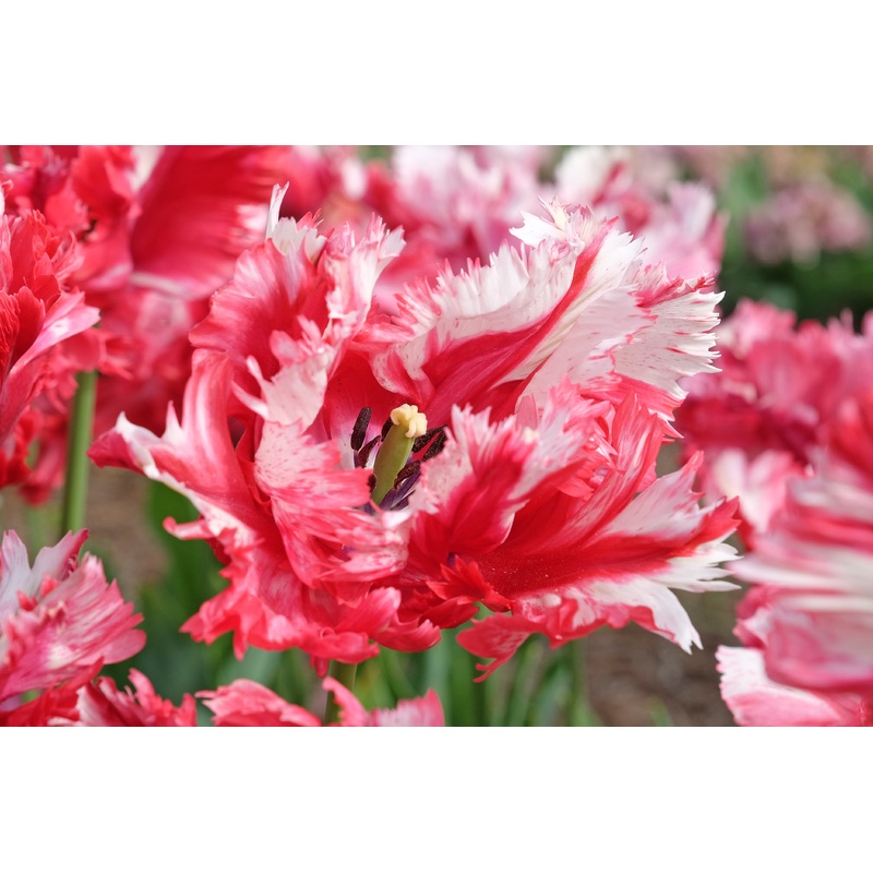 Tulipe – Estella Rijnveld