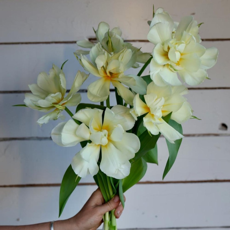 Tulipe – Exotic Emperor