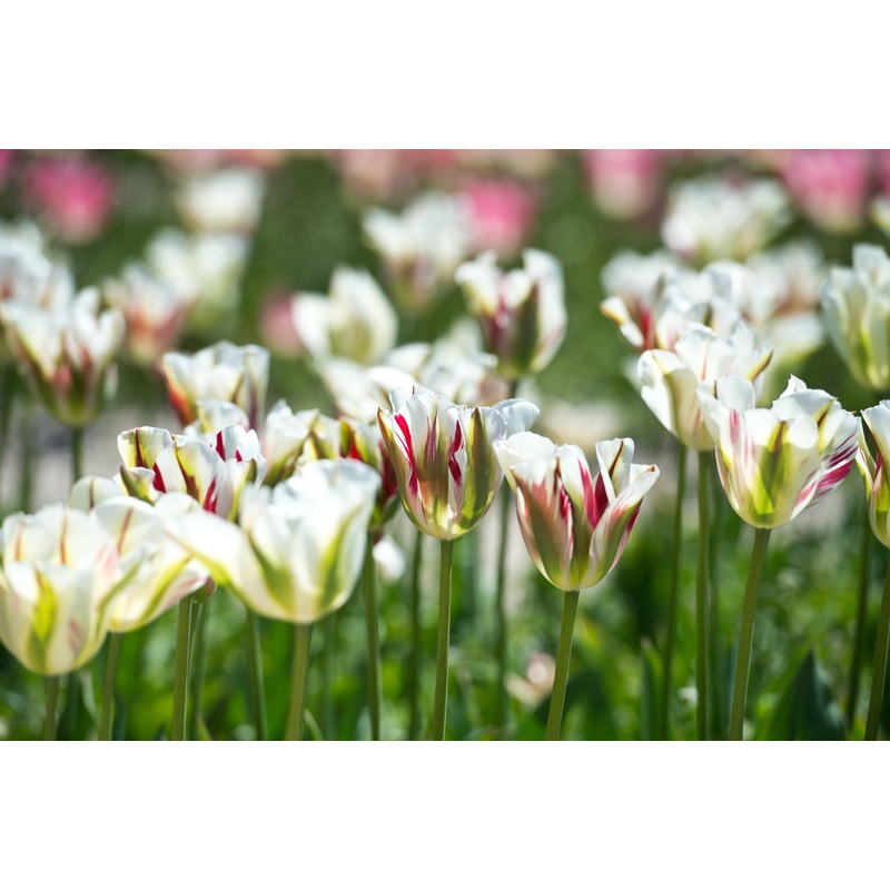 Tulipe – Flaming Spring Green