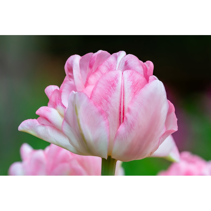 Tulipe – Foxtrot