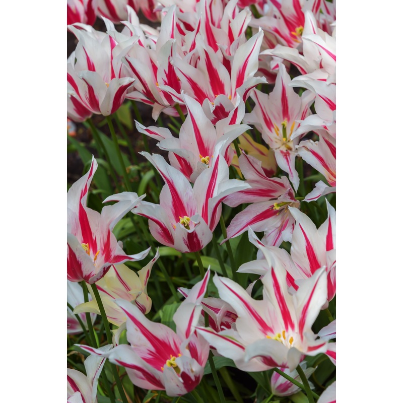 Tulipe – Marilyn
