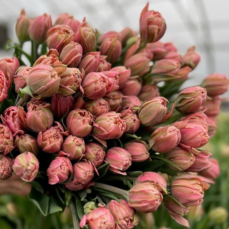 Tulipe – Pink Cameo