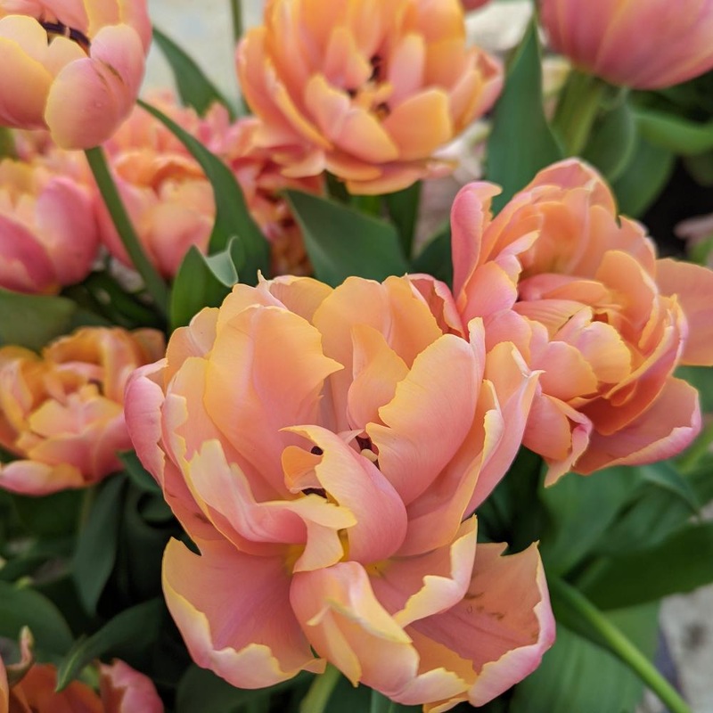 Tulipe – Pink Star