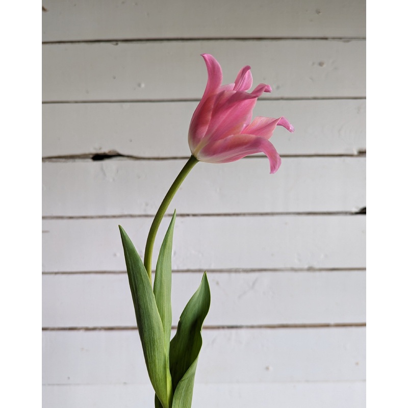 Tulipe – Pretty Love