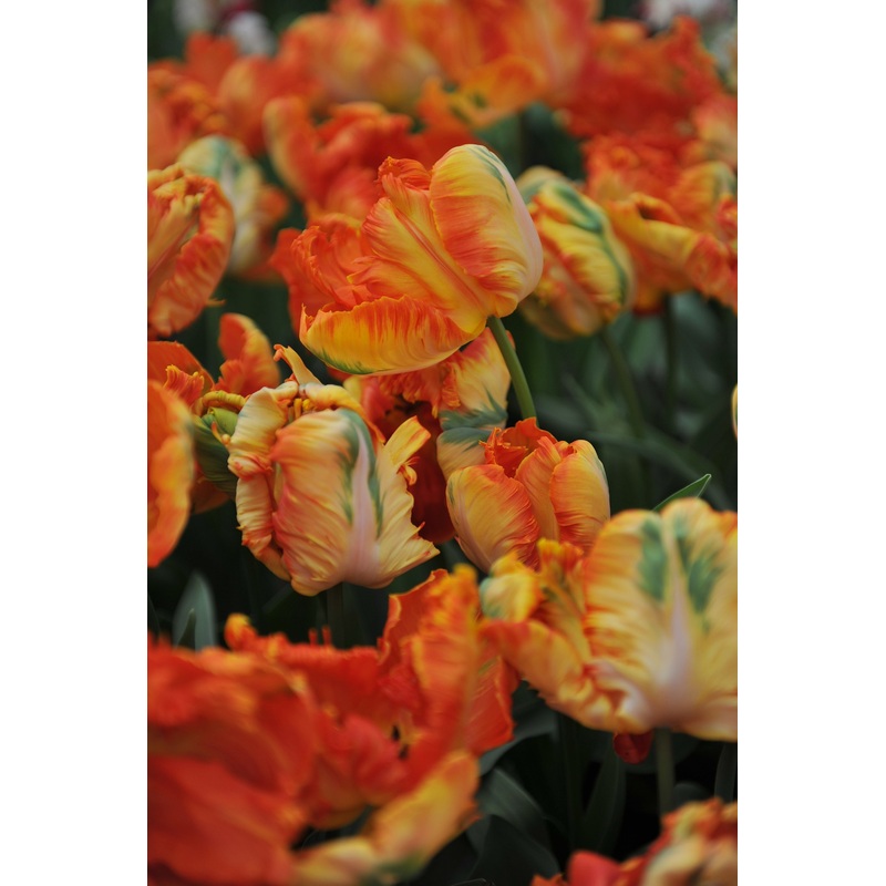 Tulipe – Professeur Rongten