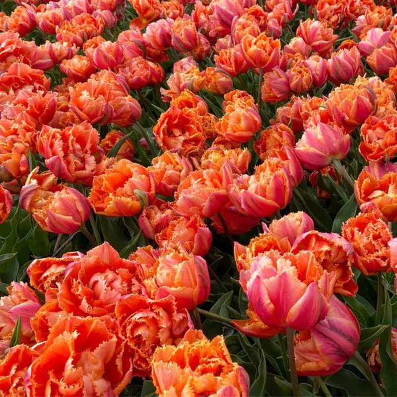 Tulipe – Royal Centennial