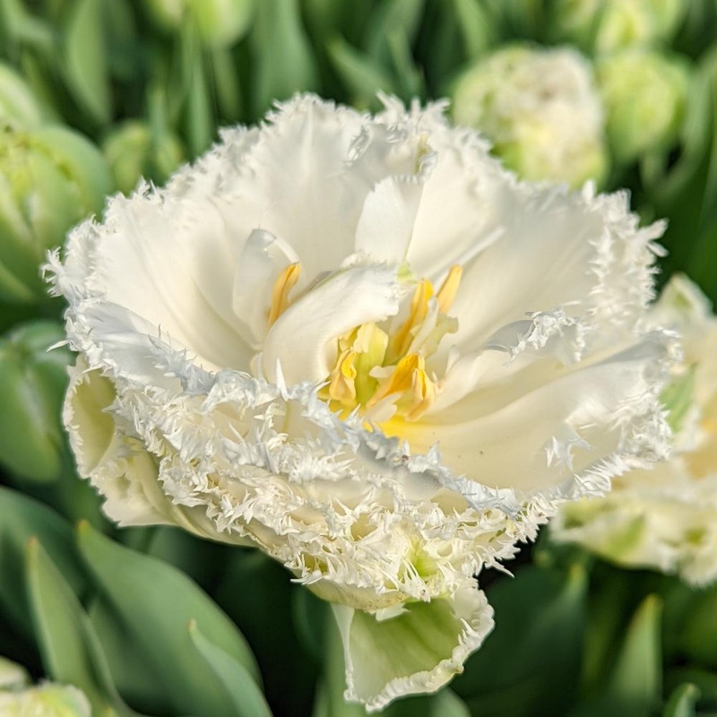 Tulipe – Snow Crystal