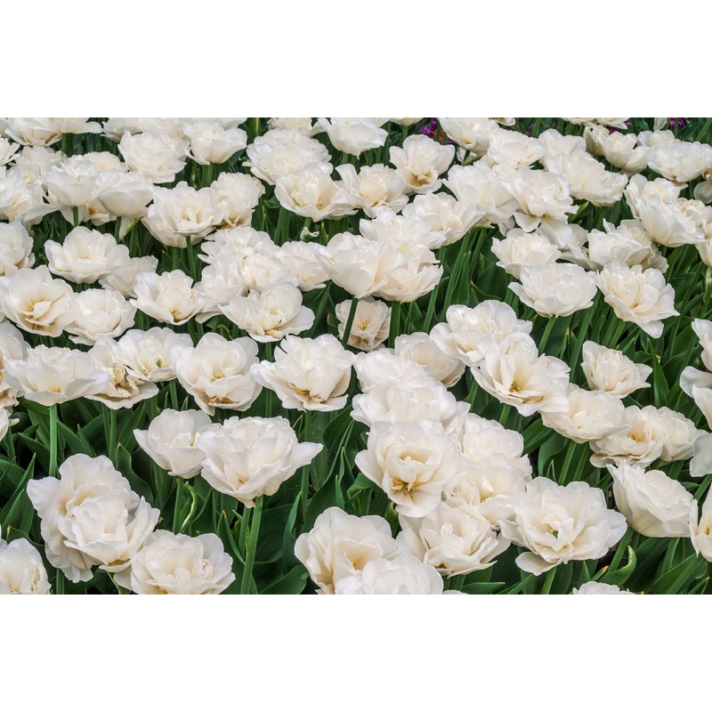 Tulipe – White heart